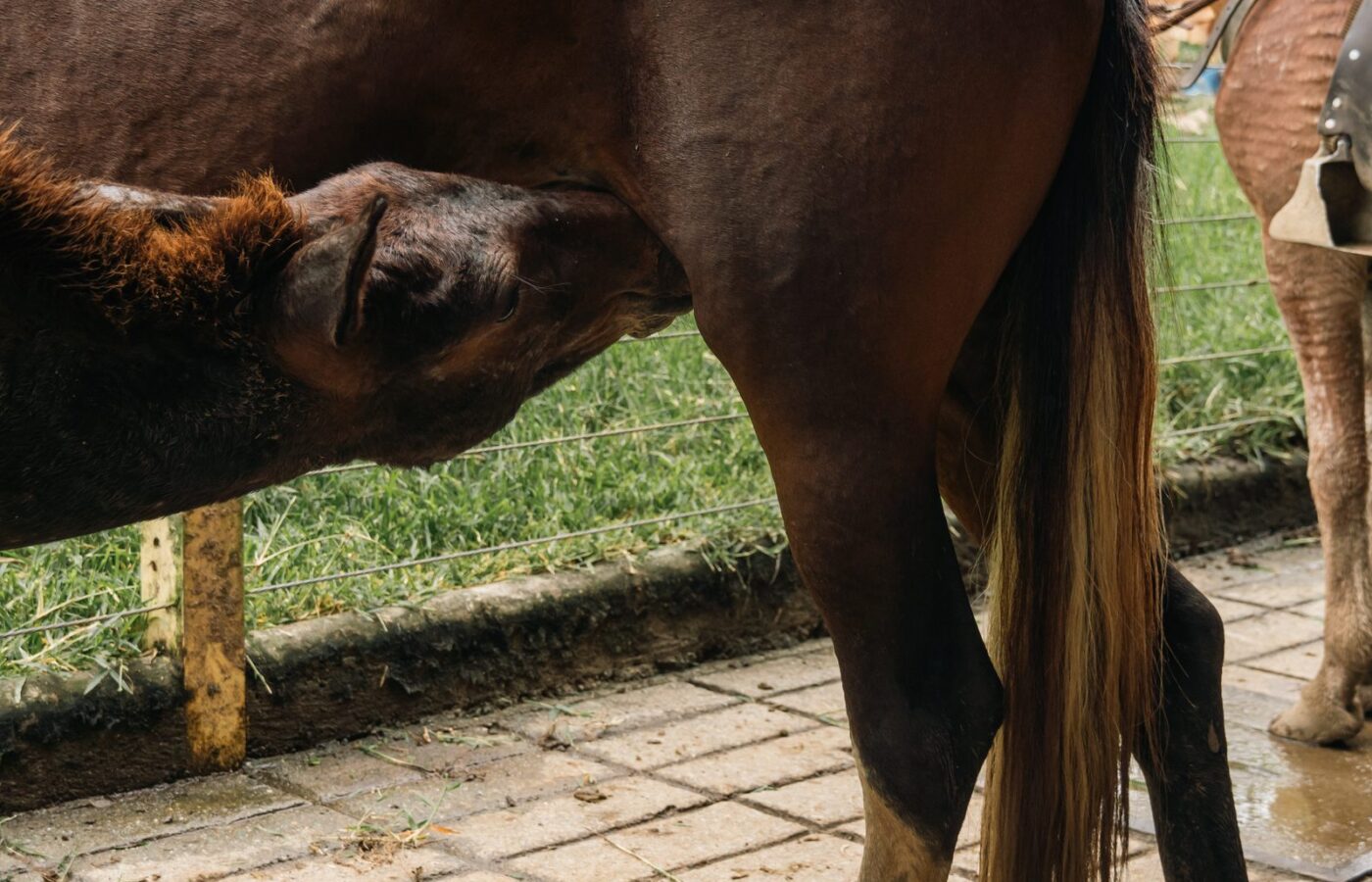 Immersive Horseback Experience & Amagá Viaduct